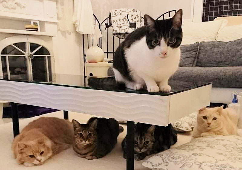 ゆるねこフォントの作者ゆるねこさんの愛猫達