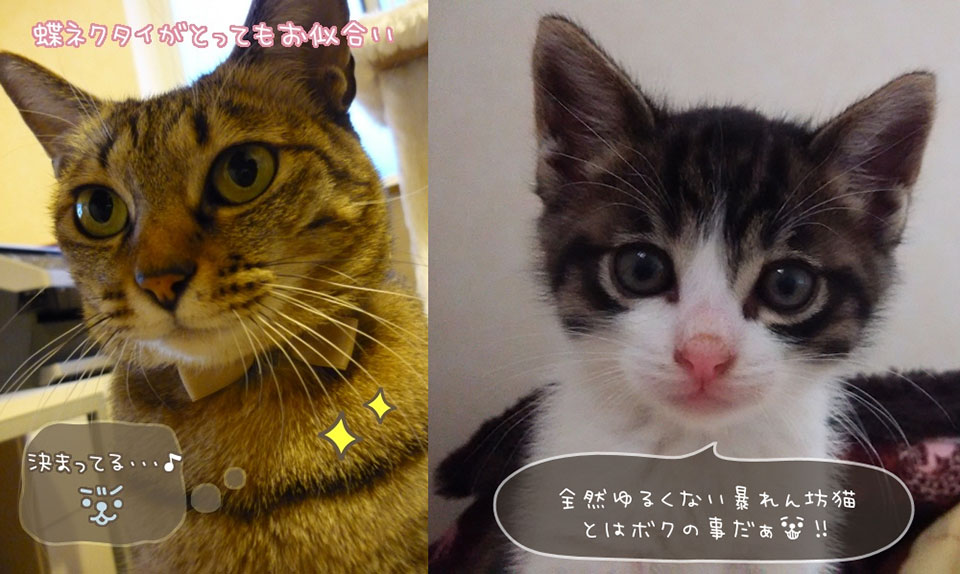 ゆるねこフォントづくりを応援する猫達