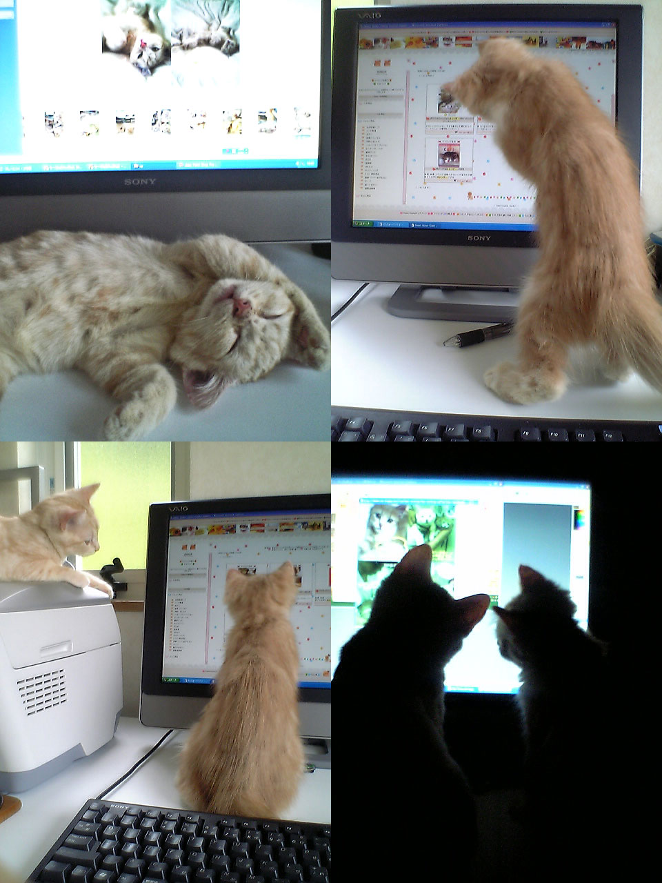 次回作の制作も応援するゆるねこ家の猫達